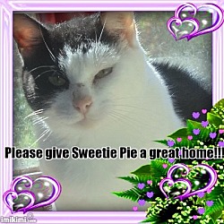 Thumbnail photo of Sweetie Pie #2
