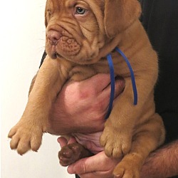 Photo of Dogue De Bordeaux puppy