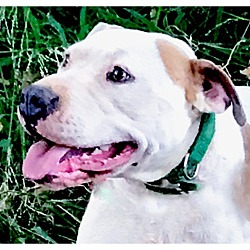 Thumbnail photo of Betty Boop family dog #1