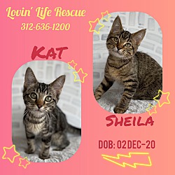 Thumbnail photo of Kittens - Kat & Sheila #2