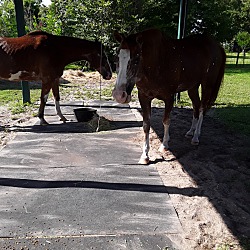Photo of 2 Horses