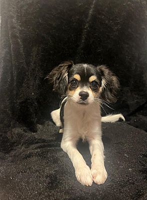 Torrance, CA - Cavalier King Charles Spaniel/Maltipoo. Meet Prince a ...