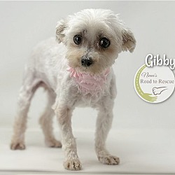 Thumbnail photo of Gibby #3