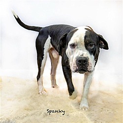 Thumbnail photo of Spanky #3