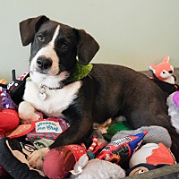 adopt a pet