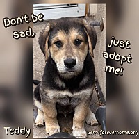 adopt a pet