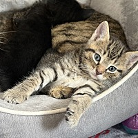 adopt-pet