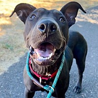 adopt a pet