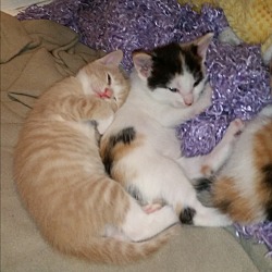 Thumbnail photo of Daisy's 4 kittens #2