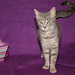 Thumbnail photo of Amy (Spayed & Combo Tested) #2