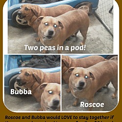 Photo of ROSCOE & BUBBA