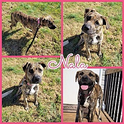 Thumbnail photo of Nala #3