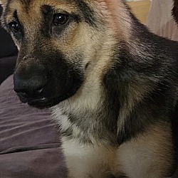 Photo of Milo