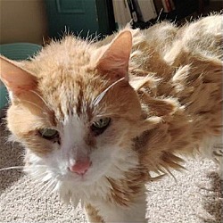 Photo of Garfield [Permanent Foster]