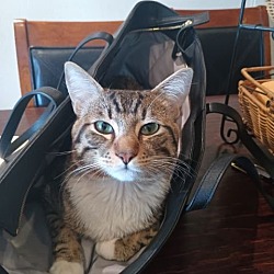 Photo of Jackson ****Bonded to Tabitha****