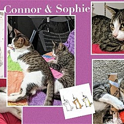 Thumbnail photo of CONNOR & SOPHIA #1