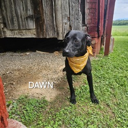 Thumbnail photo of Dawn #4