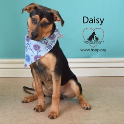 Thumbnail photo of Daisy #2