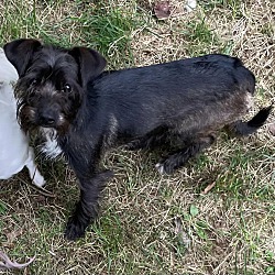 bonded pet photo