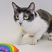 adopt a pet