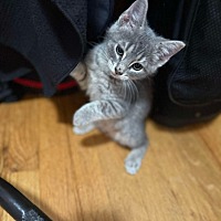adopt a pet