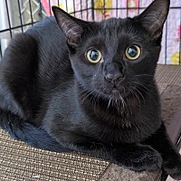 adopt-pet