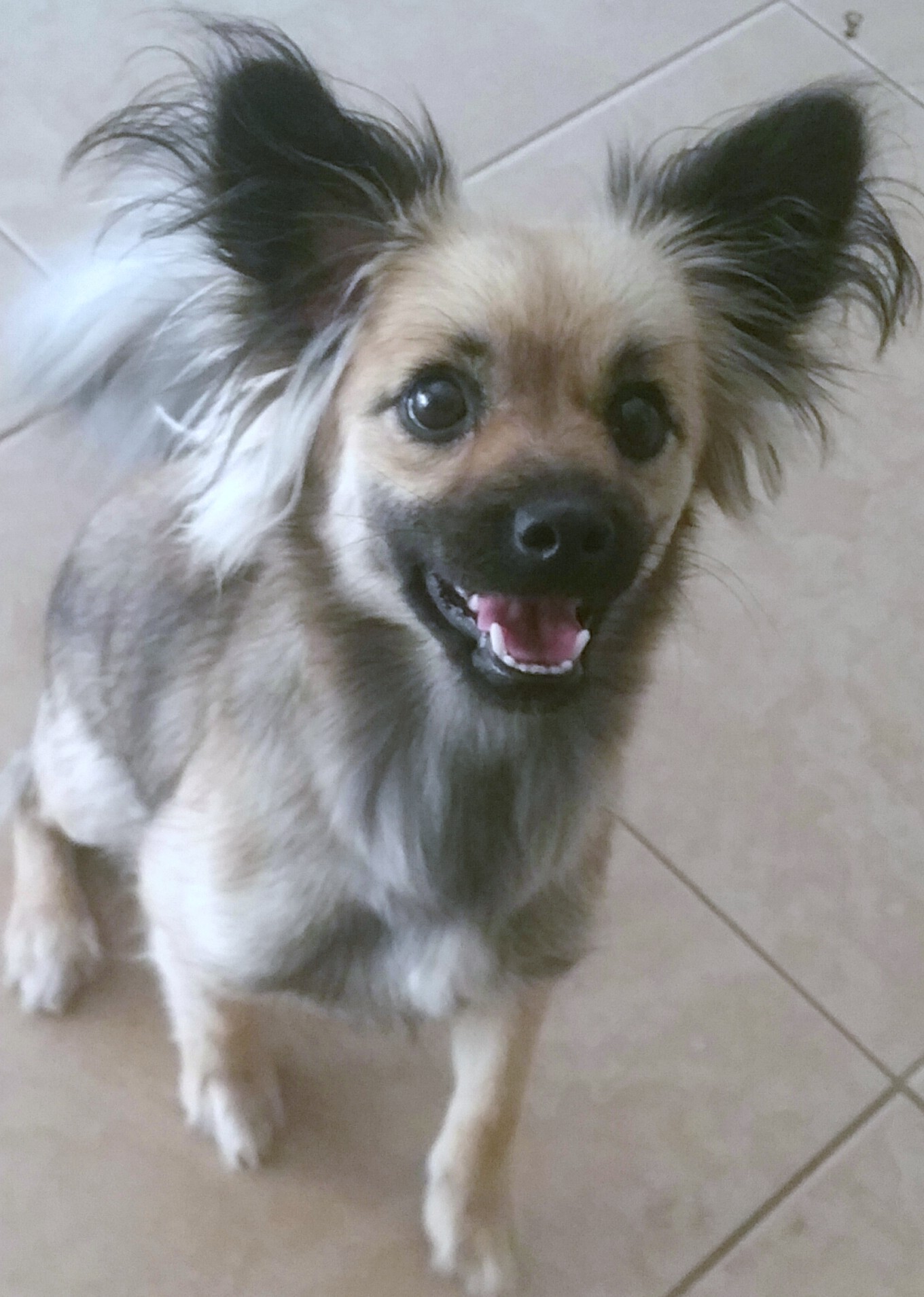 papillon and pug mix