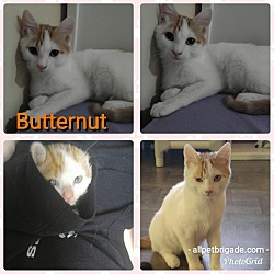 Thumbnail photo of Butternut #1