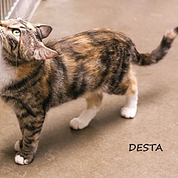Thumbnail photo of Desta #2
