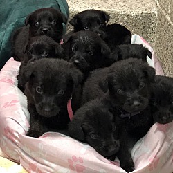 Photo of Rory's Litter