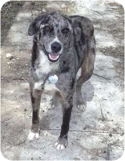 catahoula greyhound mix