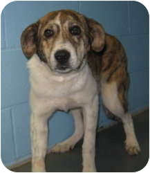 Stillwater, OK - Black Mouth Cur. Meet Pansy a Dog for Adoption.
