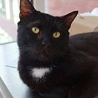 adopt-pet