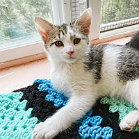 adopt a pet