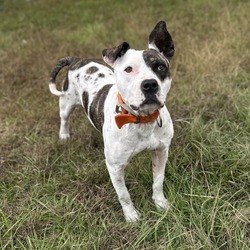Photo of Blessed, adoptable Mixed Breed (Medium) in Loxahatchee, Florida