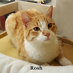 Thumbnail photo of Rosh #1