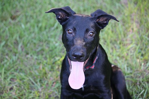blackjack german shepherds