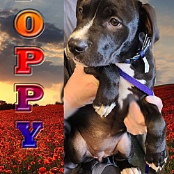 Thumbnail photo of Poppy #1