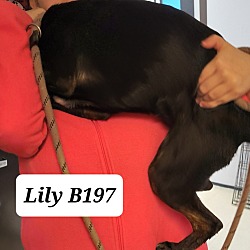 Thumbnail photo of Lily B197 #2