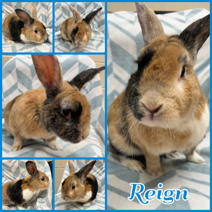 Photo of Reign