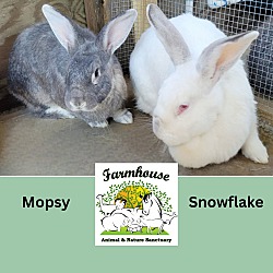 Thumbnail photo of Mopsy #1