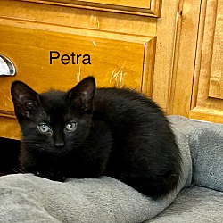 Thumbnail photo of Petra #2