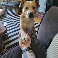 adopt a pet