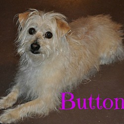 Thumbnail photo of Buttons (Courtesy Listing) #1