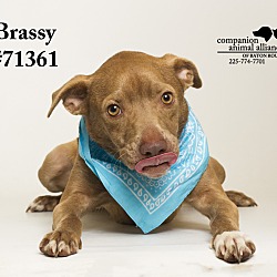Thumbnail photo of Brassy #1