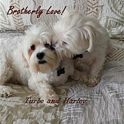 Thumbnail photo of Harley & Turbo*Adopted #1