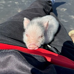 Thumbnail photo of Wilbur  Mini Pig #1