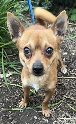 Mishawaka, IN - Chihuahua/Pomeranian. Meet Churro Chad a Pet for ...