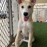 adopt a pet