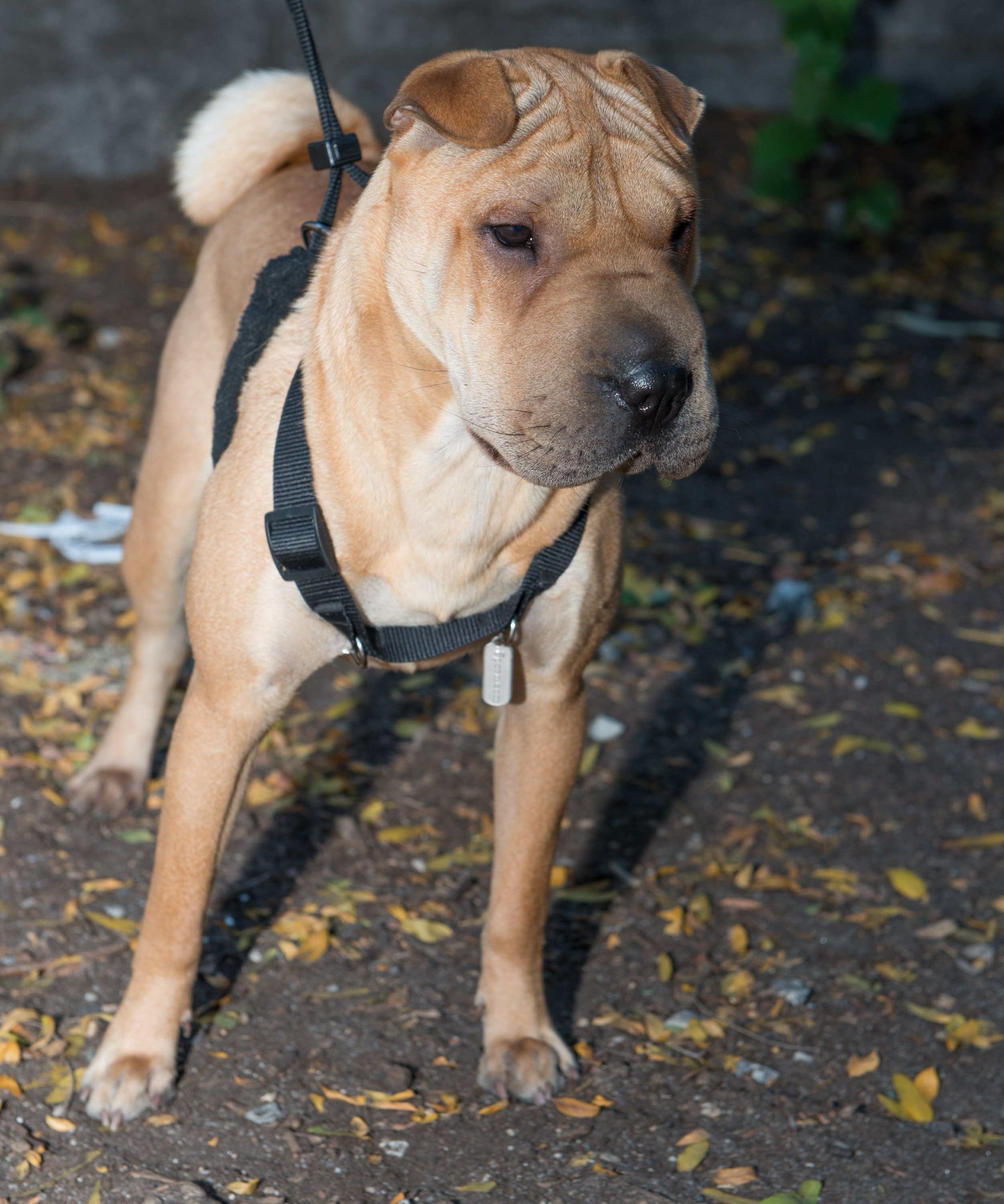 shar pei pug mix puppies for sale